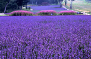 Tambara lavender park