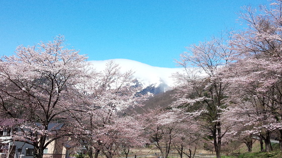 谷川の桜が満開になりました。